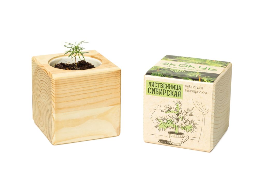 Набор для выращивания «Экокуб», лиственница сибирская - фото от интернет-магазина подарков Хочу Дарю