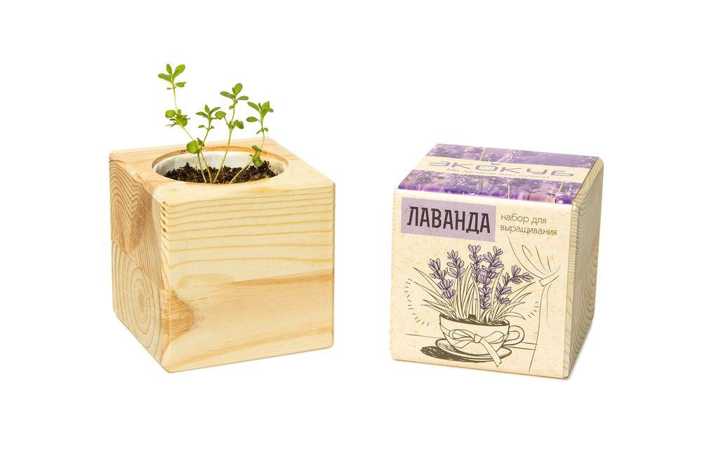 Набор для выращивания «Экокуб», лаванда - фото от интернет-магазина подарков Хочу Дарю