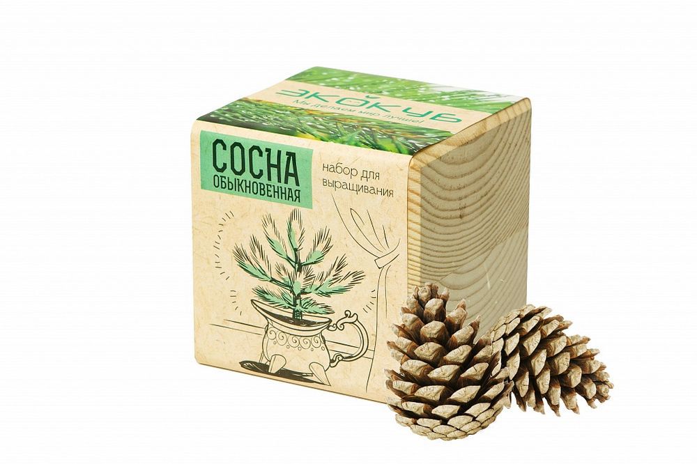 Набор для выращивания «Экокуб», сосна - фото от интернет-магазина подарков Хочу Дарю