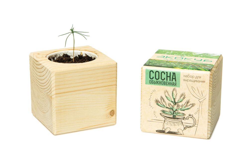Набор для выращивания «Экокуб», сосна - фото от интернет-магазина подарков Хочу Дарю